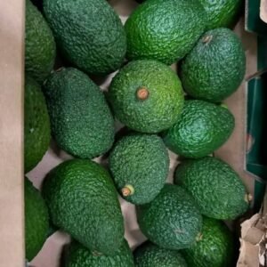 Avocado