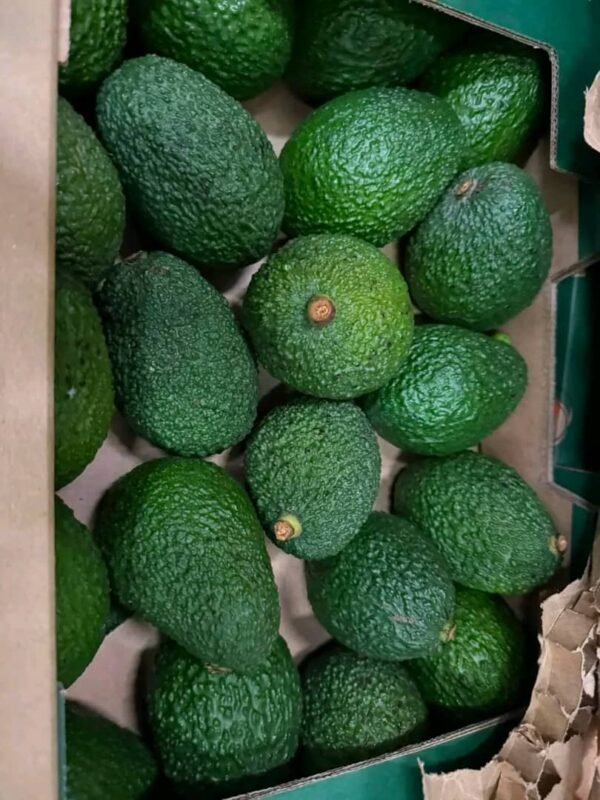 Avocado