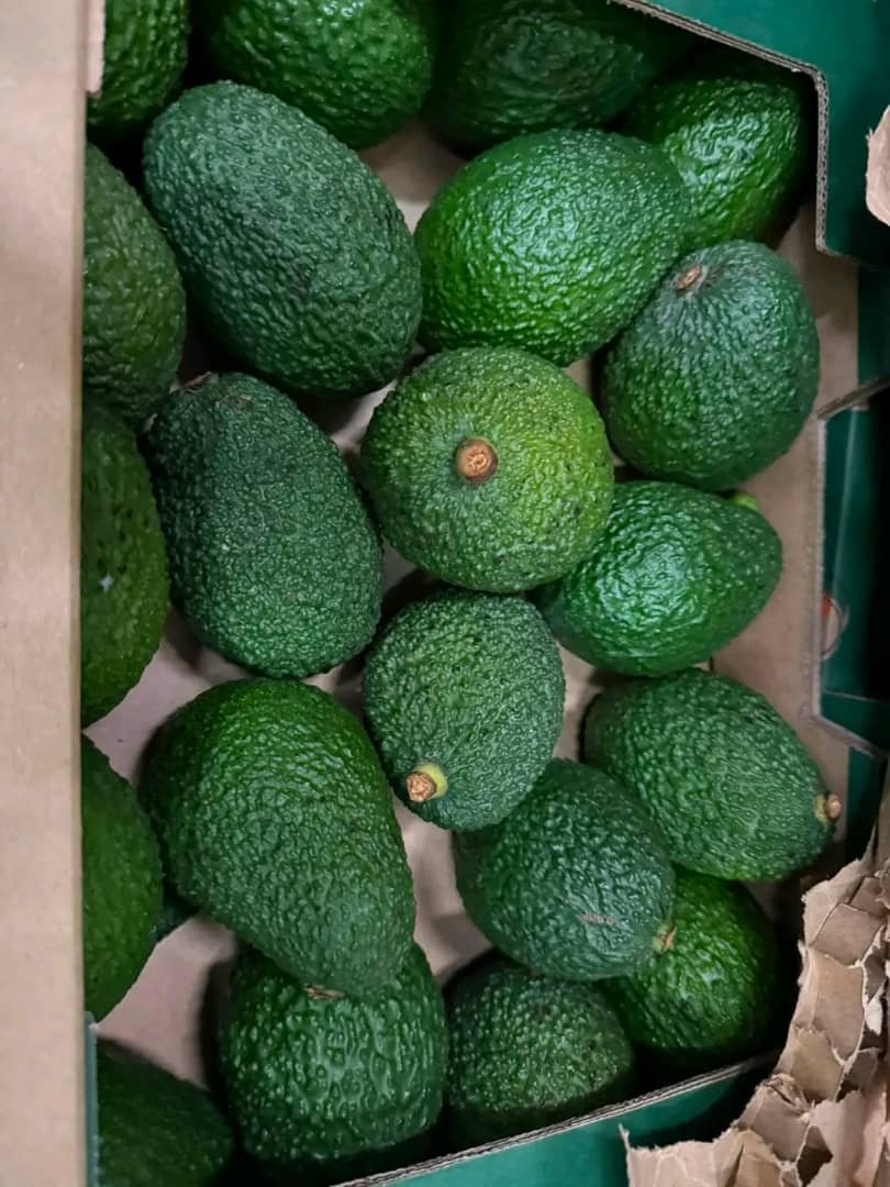Fresh avocados for sale