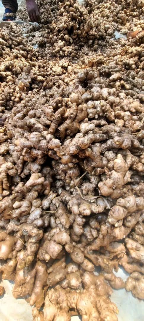 Fresh ginger for sale