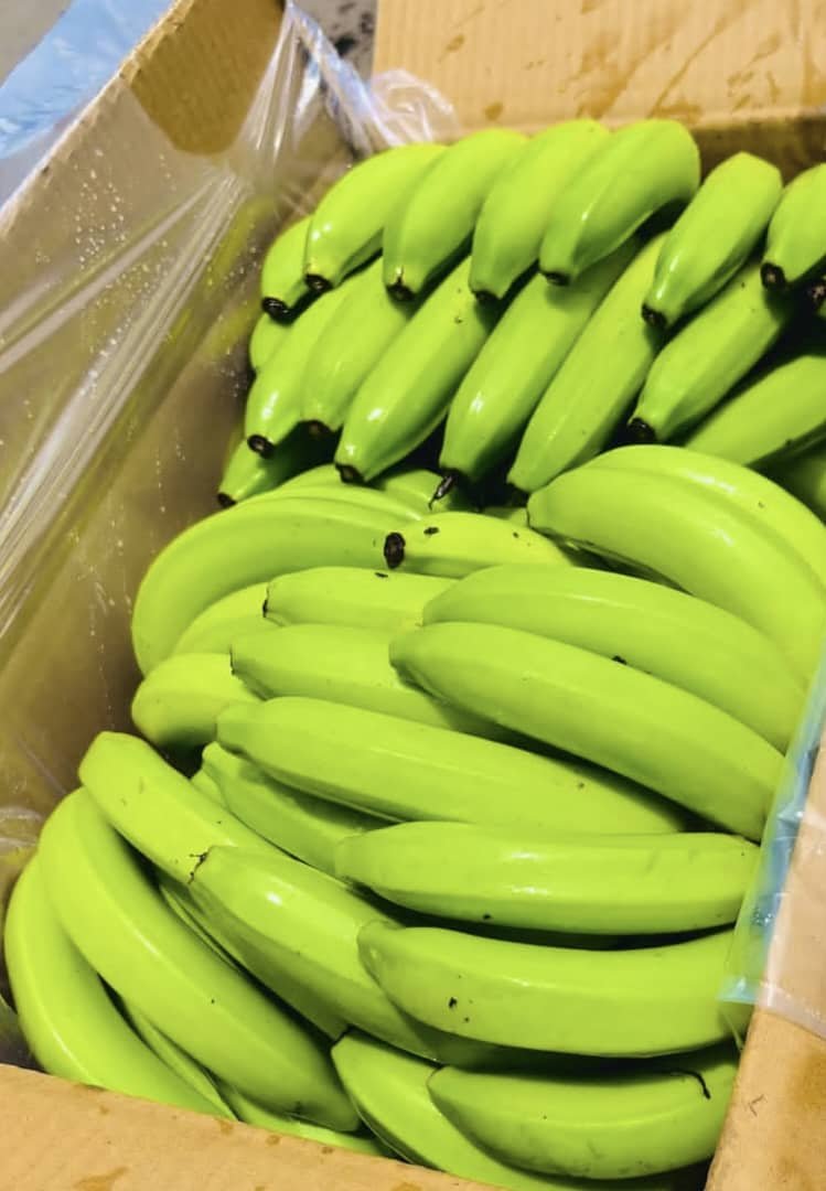 Fresh green bananas for sale