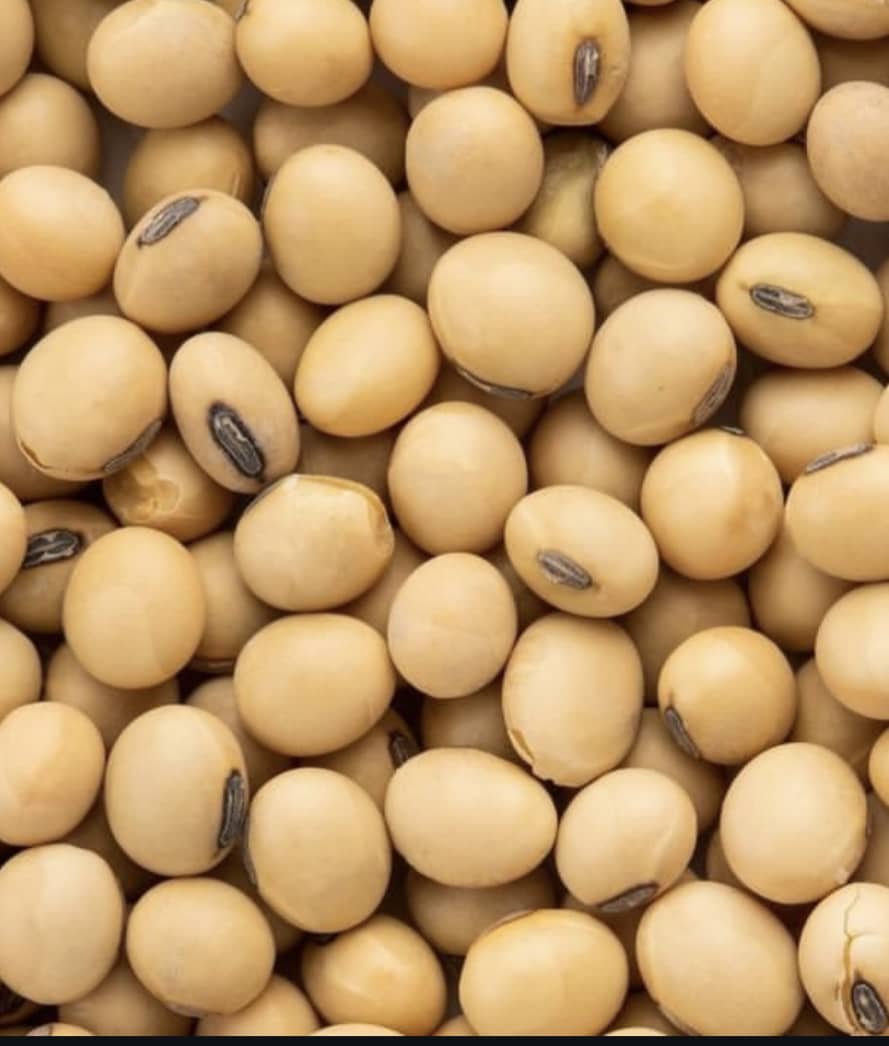 Fresh soya beans for sale