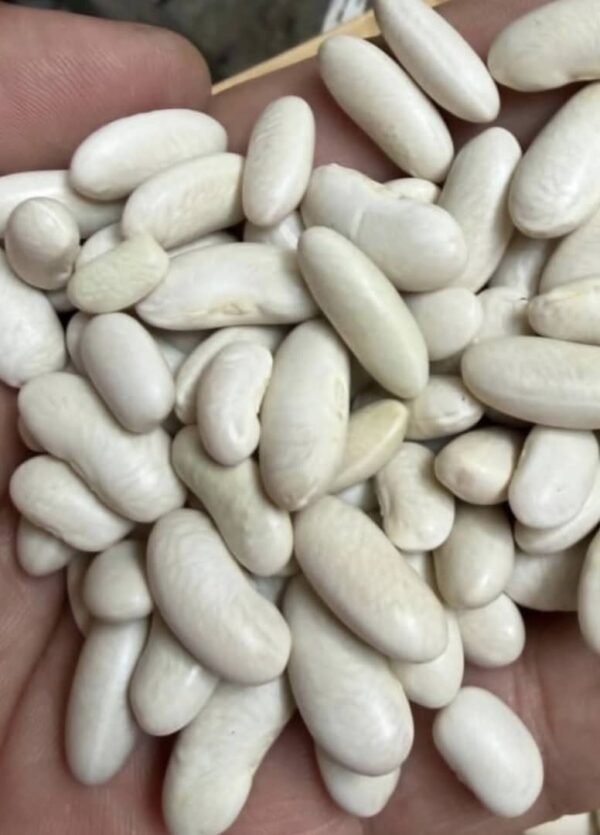 White Kidney Beans