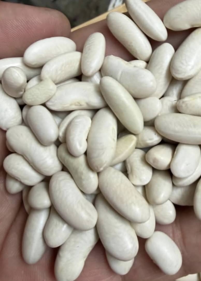 White kidney beans for sale