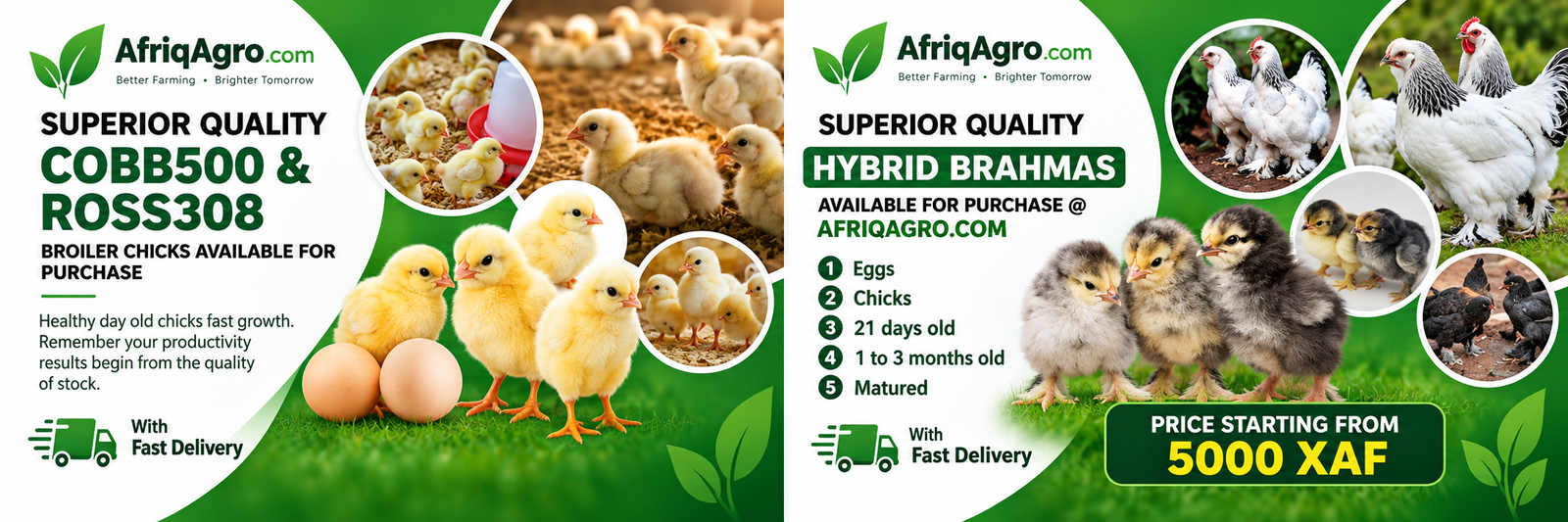 AfriqAgro poultry promotion