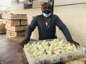 THE DAY-OLD CHICKS CRISIS IN CAMEROON